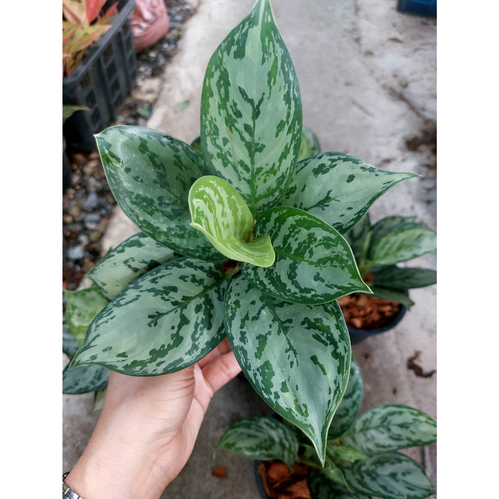 ต้นตวงเงินตวงทอง-ตวงเงินตวงทอง-ใบกลม-ไม้มงคลตระกูล-อโกลนีมา-aglaonema-กระถางขนาด-6-นิ้ว-ไม้ประดับฟอร์มสวยมาก