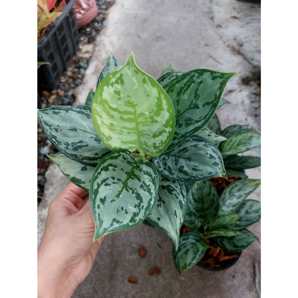 ต้นตวงเงินตวงทอง-ตวงเงินตวงทอง-ใบกลม-ไม้มงคลตระกูล-อโกลนีมา-aglaonema-กระถางขนาด-6-นิ้ว-ไม้ประดับฟอร์มสวยมาก