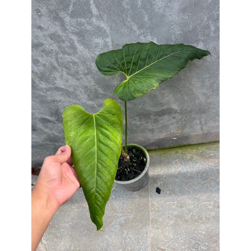 Anthurium dolichostachyum | Shopee Thailand