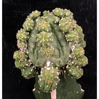 [พร้อมส่ง]🌵 แคคตัส แอสโตร เอะคุโบะ astrophytum asterias cv.Ekobo cactus ไม้กราฟ จำนวน 1 ต้น
