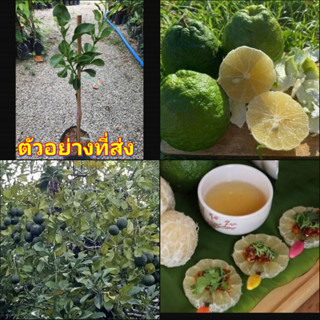 (1ต้น) ส้มซ่า ต้นส้มซ่า / นาวิน