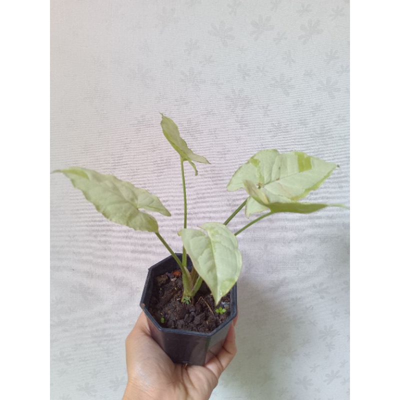 white-butterfly-syngonium-กระถาง8-เหลี่ยม-3-นิ้ว-ฟอร์มสวย-ไม้ยอดนิยมปลูกในร่ม-indoor