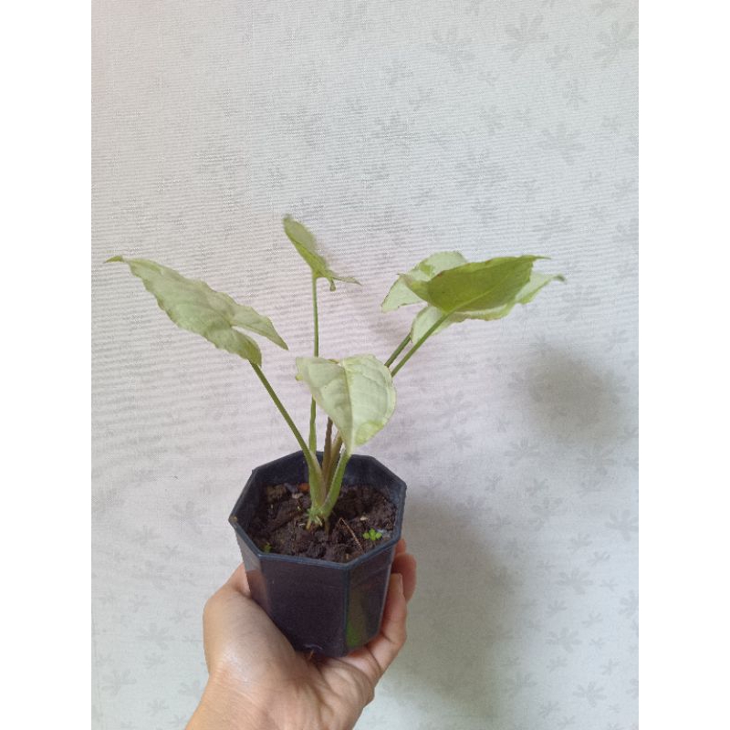 white-butterfly-syngonium-กระถาง8-เหลี่ยม-3-นิ้ว-ฟอร์มสวย-ไม้ยอดนิยมปลูกในร่ม-indoor