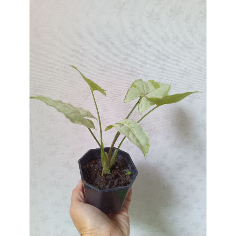 white-butterfly-syngonium-กระถาง8-เหลี่ยม-3-นิ้ว-ฟอร์มสวย-ไม้ยอดนิยมปลูกในร่ม-indoor