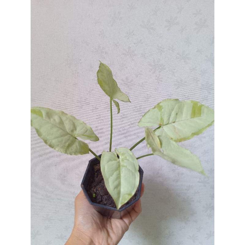 white-butterfly-syngonium-กระถาง8-เหลี่ยม-3-นิ้ว-ฟอร์มสวย-ไม้ยอดนิยมปลูกในร่ม-indoor