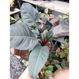 กุมารดำเรียกทรัพย์ Philodendron Black Cardinal ต้นไม้มงคล ไม้ฟอกอากาศ ส่งพร้อมกระถาง 8 นิ้ว ฟอร์มสวย