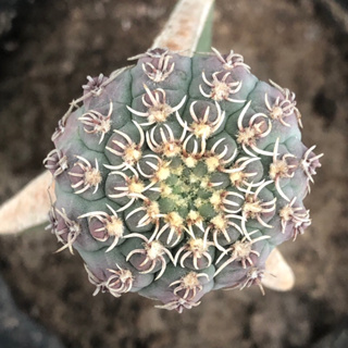 [พร้อมส่ง]🌵 แคคตัส ยิมโน หนามแมงมุม คูเลียนั่ม Gymnocalcium quehlianum cactus ไม้กราฟ จำนวน 1 ต้น