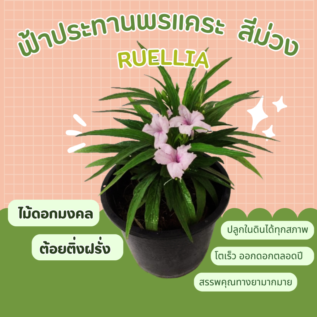 ฟ้าประทานพรแคระ-สีม่วง-ruellia-ต้อยติ่ง