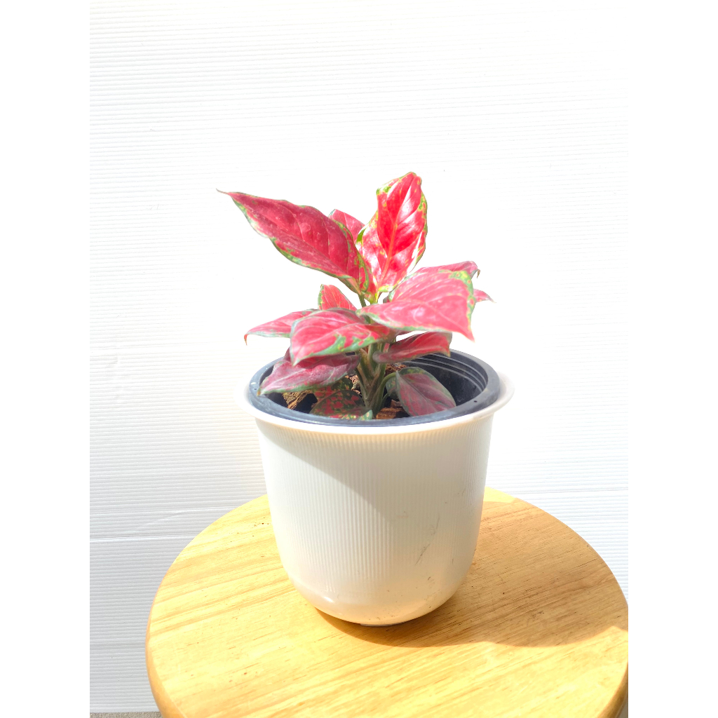 อโกลนีมา-สุขสมใจปอง-aglaonema