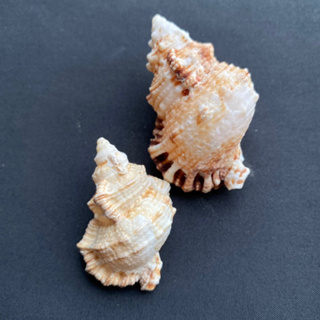 หอยทากกบขาว ตกแต่งตู้ปลาหอยนางรม บ้านปูเสฉวน Conch collection 5-6cm bai wa