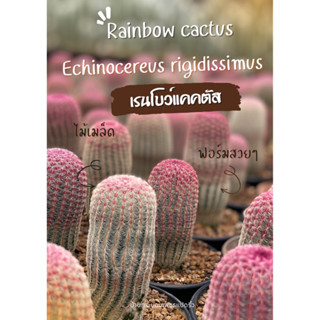 Rainbow cactus เรนโบว์แคคตัส ไม้เมล็ด cactus&succulent