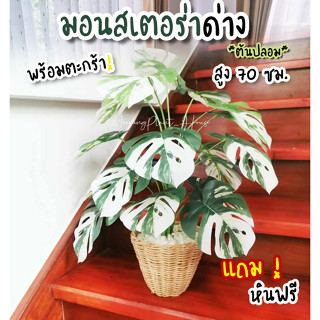 ชุดพร้อมตะกร้าหวาย🌳 ต้นมอนสเตอร่าด่างอัลโบ้ สูง70 cm รุ่น ด่างB ใบใหญ่! /** ต้นไม้ปลอม