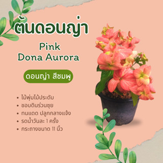 ต้นดอนญ่าสีชมพู Pink Dona Aurora กระถาง 11 นิ้ว ดอนย่าสีชมพู ดอนย่า ดอนญ่า ไม้พุ่ม mussaenda