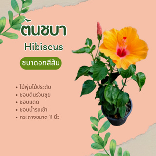 ต้นชบา Hibiscus ไม้พุ่ม กระถาง 11 นิ้ว ชบาสีส้ม ชบาดอกส้ม