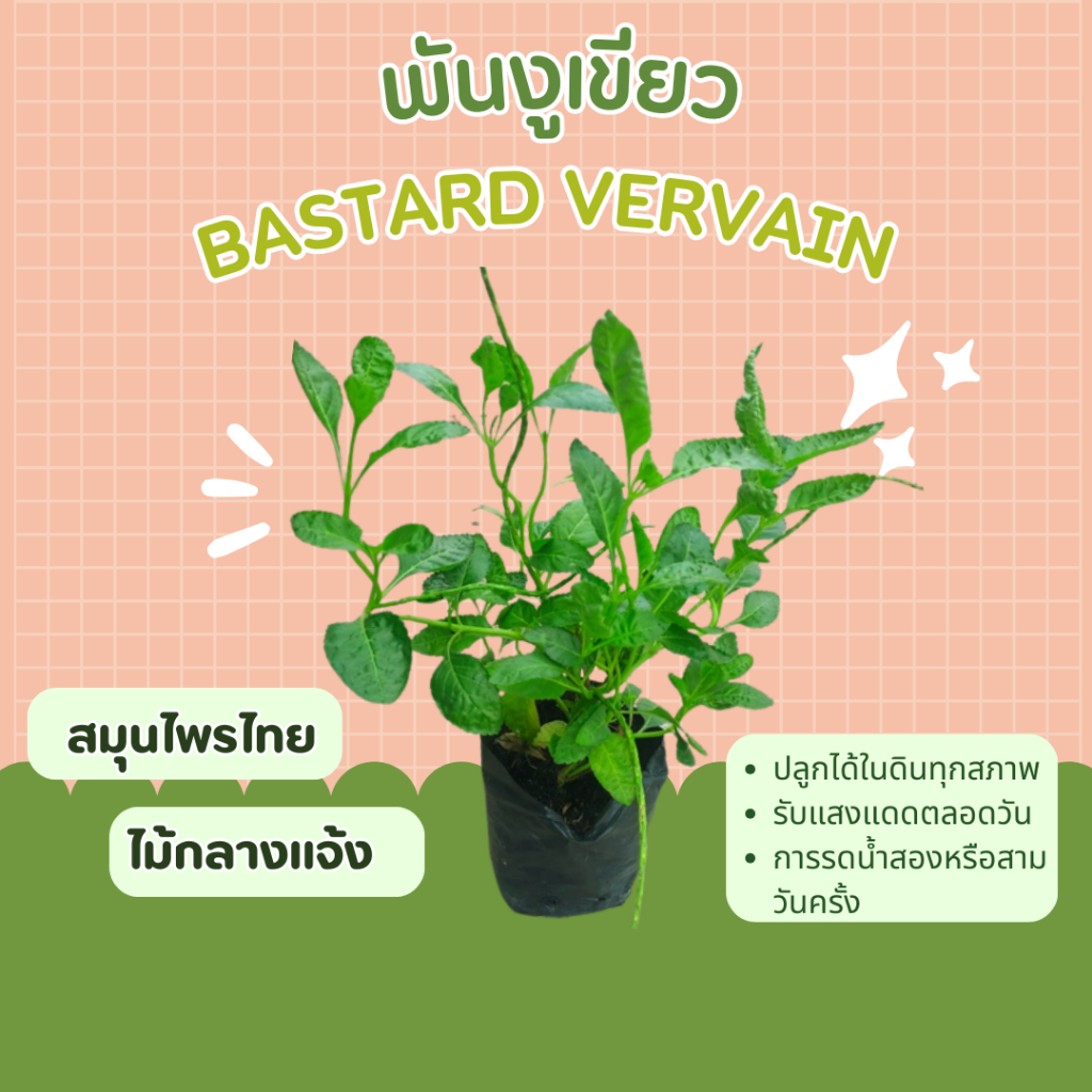 ต้นพันงูเขียว-สมุนไพรไทย-bastard-vervain-ดอกสีม่วง