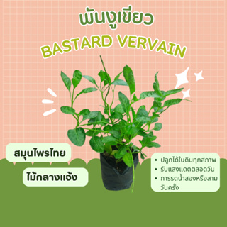 ต้นพันงูเขียว สมุนไพรไทย Bastard Vervain ดอกสีม่วง