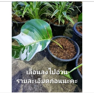 แบ่งปันอิพิพีนัม จาก chookaearth(ส่งฟรี)