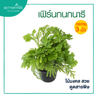 เฟรินกนกนารี กระถาง 3 นิ้ว ต้นไม้ฟอกอากาศ ต้นไม้ในร่ม ต้นไม้มงคล ต้นไม้ plant