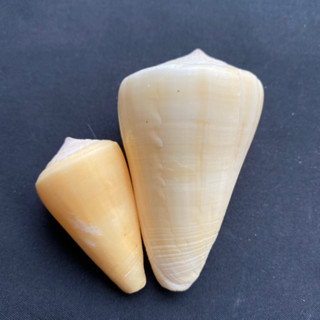 เปลือกหอยสังข์รูปกรวยสีขาว white conus shell 4-7cm xiao yu luo