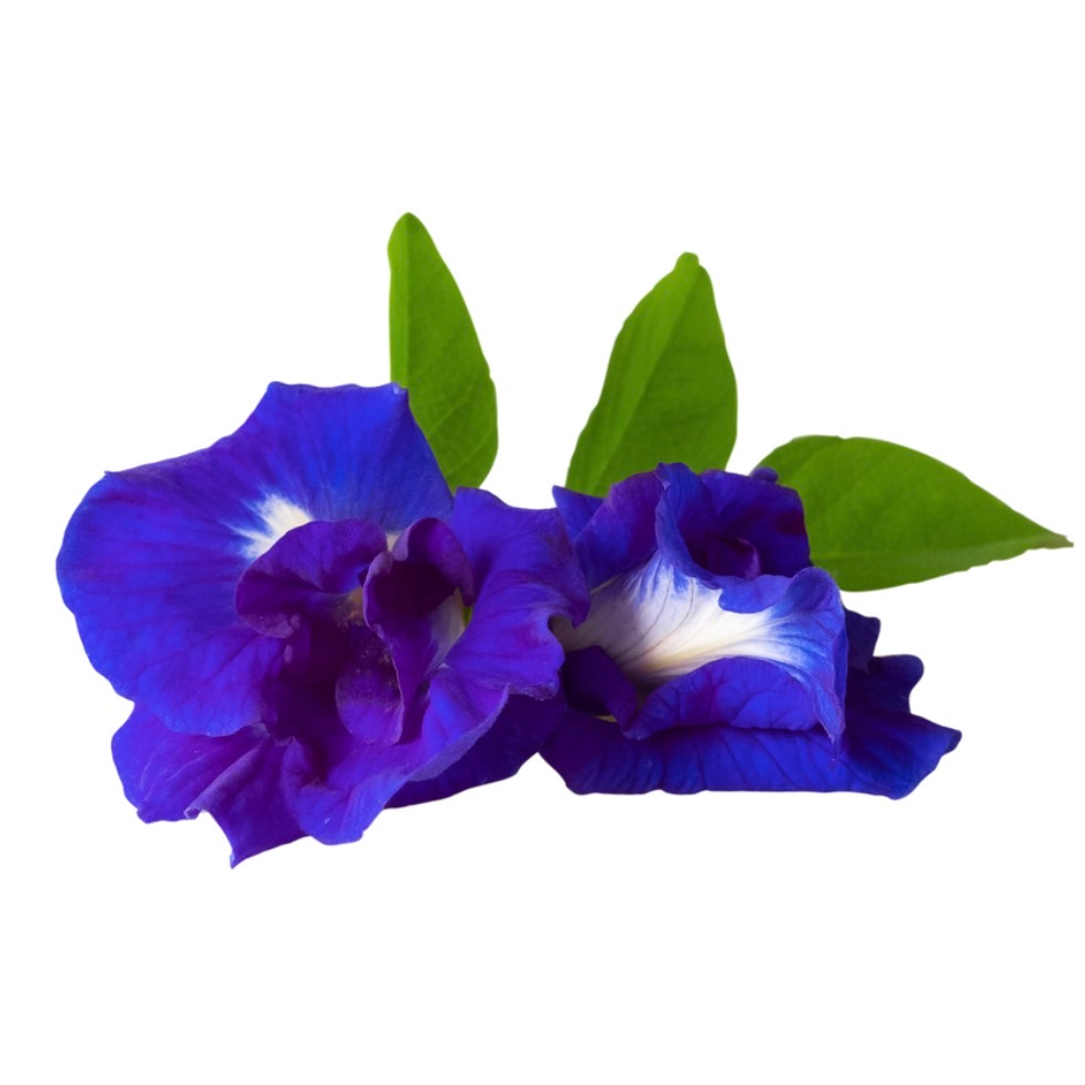 สารสกัดอัญชัน-สารสกัดดอกอัญชัน-อัญชัน-butterfly-pea-extract-สารสกัด-เครื่องสำอาง-ดอกอัญชัน