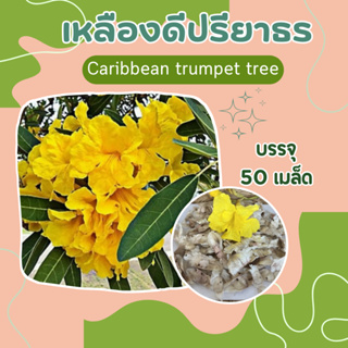 เมล็ดต้นเหลืองดีปรียาธร 50 เมล็ด Caribbean trumpet tree