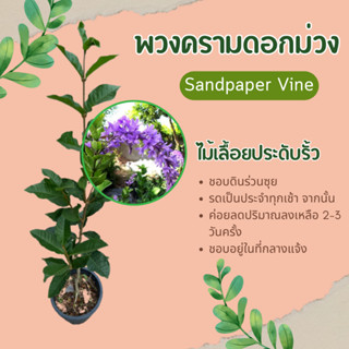 ต้นพวงคราม พวงครามดอกม่วง Purple Wreath , samdpaper vine