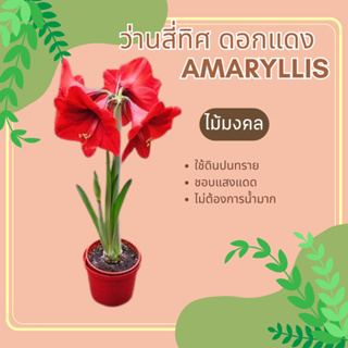 ว่านสี่ทิศ ดอกแดง ว่านสี่ทิศฮอลแลนด์ amaryllis ไม้หัว ไม้หน่อ