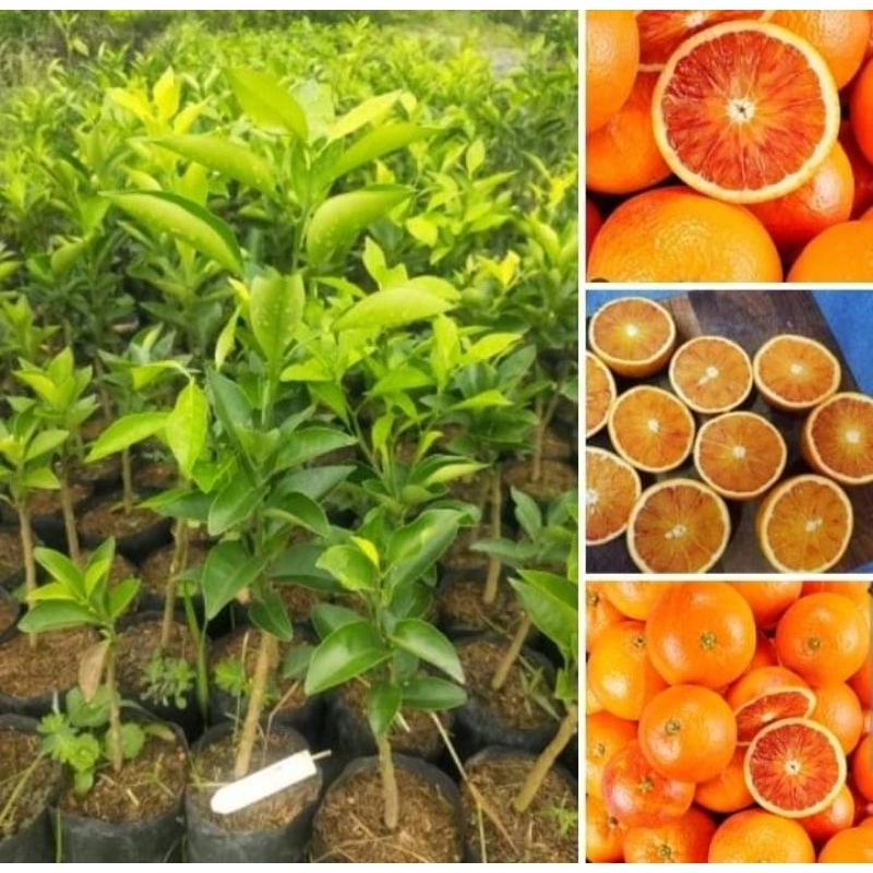 ต้นส้ม พันธุ์ทาโร่ (Moro Tarocco Orange) ต้นเสียบยอด สูง 3050 ซม.