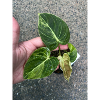 เมลาโน เมลาโนด่าง philodendron melano var. ด่างเหลือง ไม้ด่าง ไม้สะสม