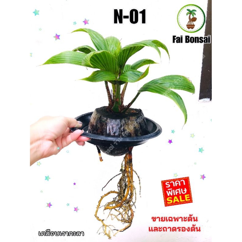มะพร้าวบอนไซ-ร้านฝ้ายบอนไซ-fai-bonsai-แบบเลี้ยงได้ทั้งในน้ำและในดินรากยาวพร้อมปลูก-ฟรี-ถาดรองต้น