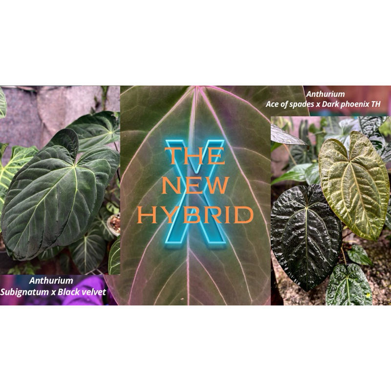 Anthurium Subsignatum x Black velvet ]X[Anthurium Ace of spades x Dark