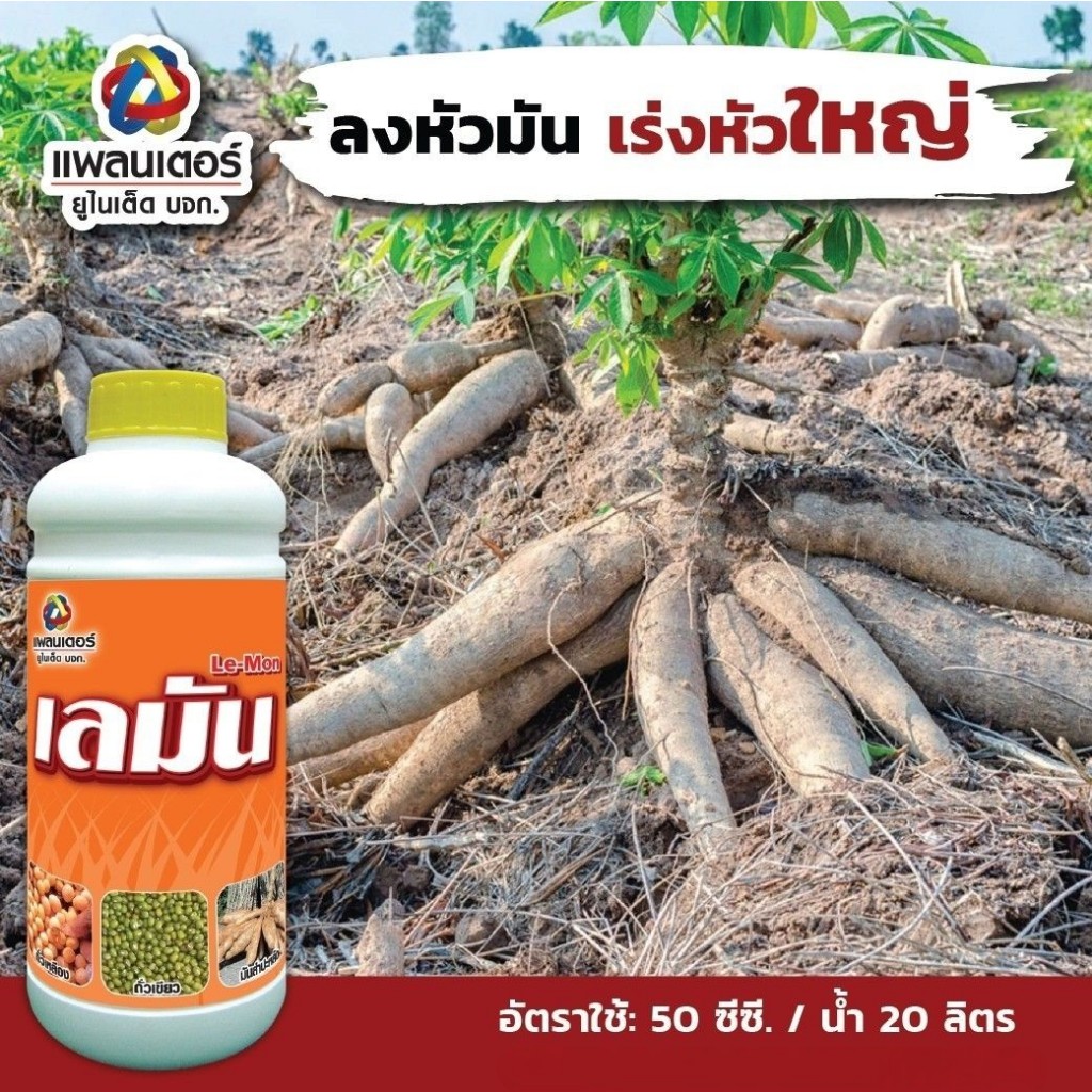 เลมัน-1l-ขยายหัวมัน-มันหัวโต-เพิ่มเปอร์เซ็นต์แป้ง-เพิ่มผลผลิต-เพิ่มขนาดผลผลิตช่วยให้ผลมีเนื้อแน่น-น้ำหนักดี-ฮอร์โมนพืช