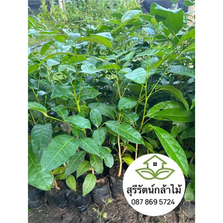 มะฮอกกานีใบเล็ก,ต้นยมชวน หรือมะฮอกกานีฝรั่งเศษ