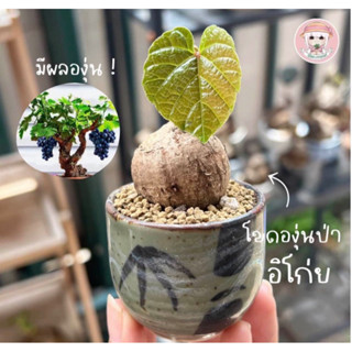 โขดองุ่นป่า 《 อิโก่ย 》Ampelocissus  ไม้โขดหายากยอดนิยม ใบหยักคล้ายองุ่นปทั่วไป นิยมเลี้ยงเพื่อสวยงาม