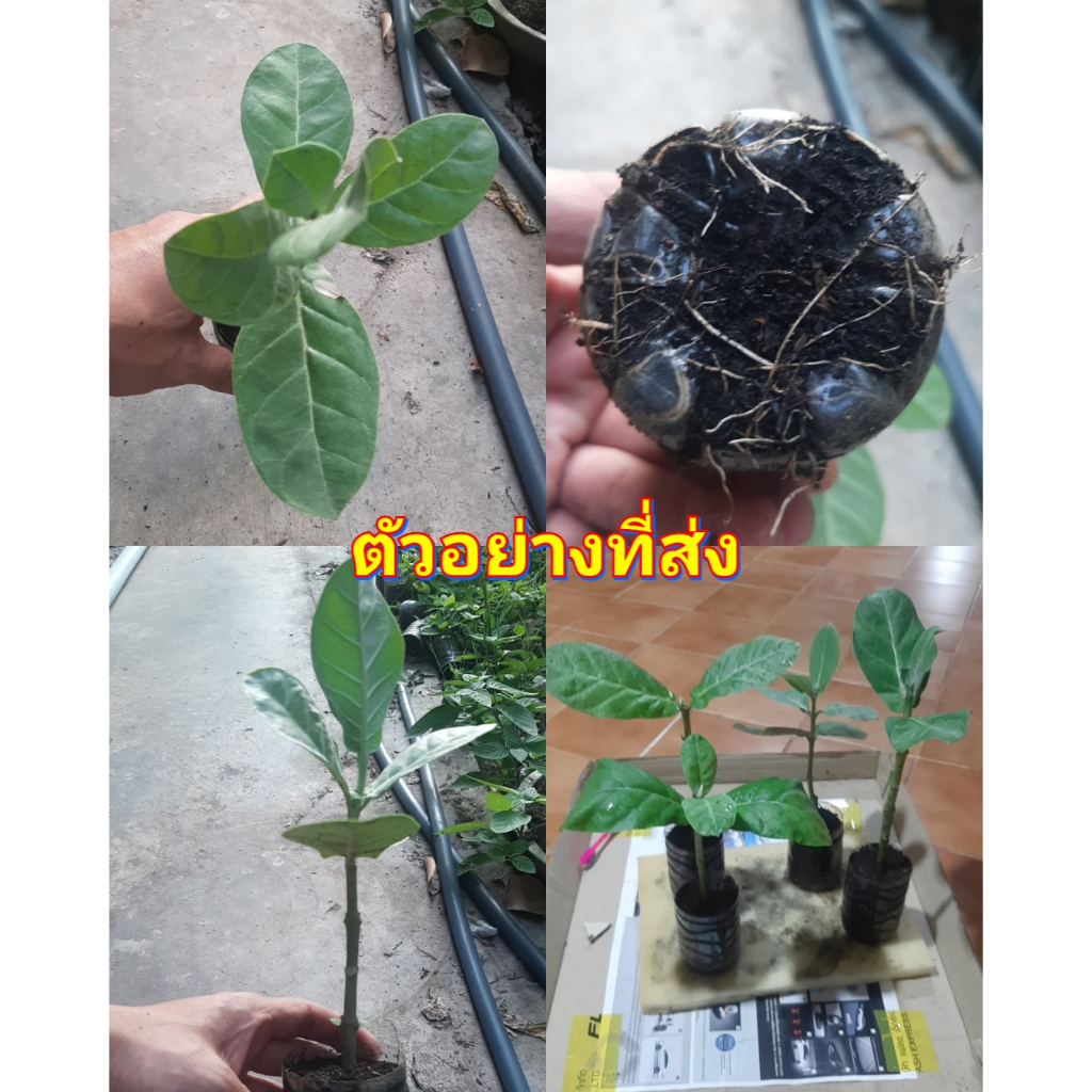 ขาย-ต้นพันธุ์-ต้นรัก-ดอกรัก-ต้น-ดอก-รัก-รักซ้อน-ต้นรักซ้อน-สีม่วง-amp-สีขาว-เบนซ์-กาฝากมงคล-ณัฐชัย