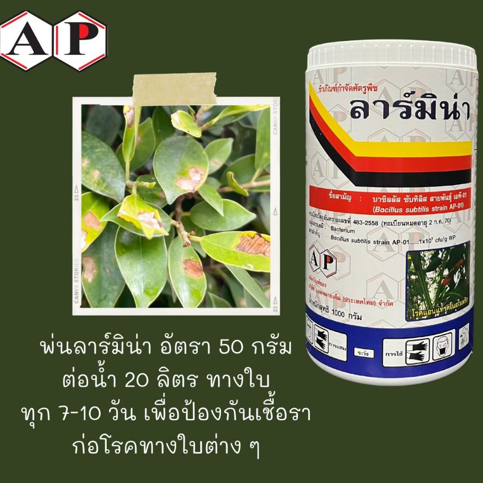 ลาร์มิน่า-1kg-บาซิลลัส-ซับทิลิส-ป้องกันกำจัดเชื้อราและแบคทีเรีย-สารชีวภัณฑ์-เกษตรอินทรีย์-โรคแอนแทรคโนส-โรคกุ้งแห้งพริก