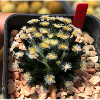 🌼⚫️🌼Mammillaria schiedeana KURO HADA แมมขนนกเหลืองก้านดำ ตัวนี้น่าสะสมมากๆ ❤️❤️ Selected Form คัดฟอร์มขนทองสวยมาก💛💛💛