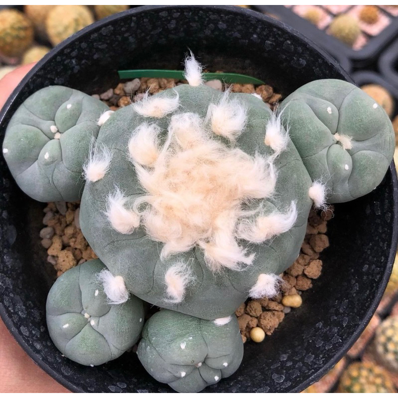 ต้าวลูกหมา-ขนปุกปุยเกินปุยมุ้ยยลูก-lophophora-diffusa-koike-เป็นลูกไม้สายหัวฟูๆจากต้นพ่อแม่ญี่ปุ่น