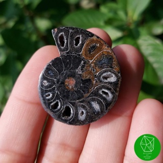 ฟอสซิลแอมโมไนต์สีดำ(Black Ammonite)​