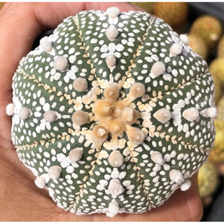 💕💕💕Wowww  #สวยละลาย😳😍⭐️🌟⭐️Astrophytum asterias "MIRACLE X Nohakuten” 🔥มิราเคิลลายขาวสวย ทรงดีมากก❤️❤️