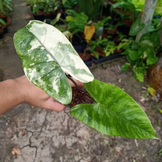 ❤️ (1/11/66) Alocasia Macrorrhiza Black Stem 🌱 บอนกระดาษดำด่าง ด่างสวย เลือกต้นไม้ 🌱 ไม้ด่าง บอนสี 🌱 [AMBS]