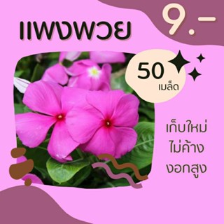 เมล็ดแพงพวย ดอกสีชมพู 50 เมล็ด เมล็ดพันธุ์แพงพวยฝรั่ง เก็บใหม่ ไม่ค้าง พร้อมส่งทุกวัน