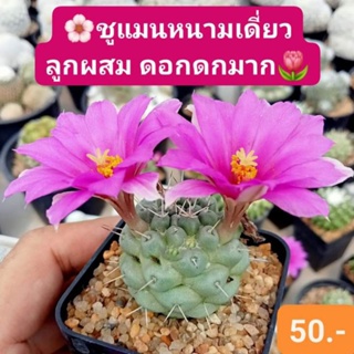 🌺🌵ชูแมนหนามเดี่ยวลูกผสม ต้นกลมผิวสวย ดอกดกมาก สีชมพู เลี้ยงง่าย🌵 แคคตัส กระบองเพชร