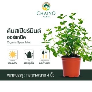 ต้นสเปียร์มินต์ ออร์แกนิค Organic  Spear Mint กระถาง 4 นิ้ว