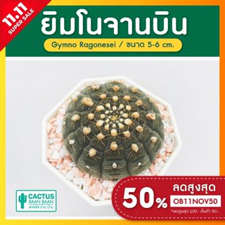 ยิมโน จานบิน Gymnocalycium Ragonesei แคคตัส กระบองเพชร