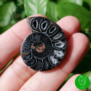ฟอสซิลแอมโมไนต์สีดำ(Black Ammonite)​