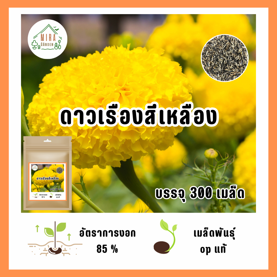 เมล็ดพันธุ์ ดอกดาวเรืองใหญ่ ขนาดดอก5-8 ซม. 300เมล็ด | Shopee Thailand