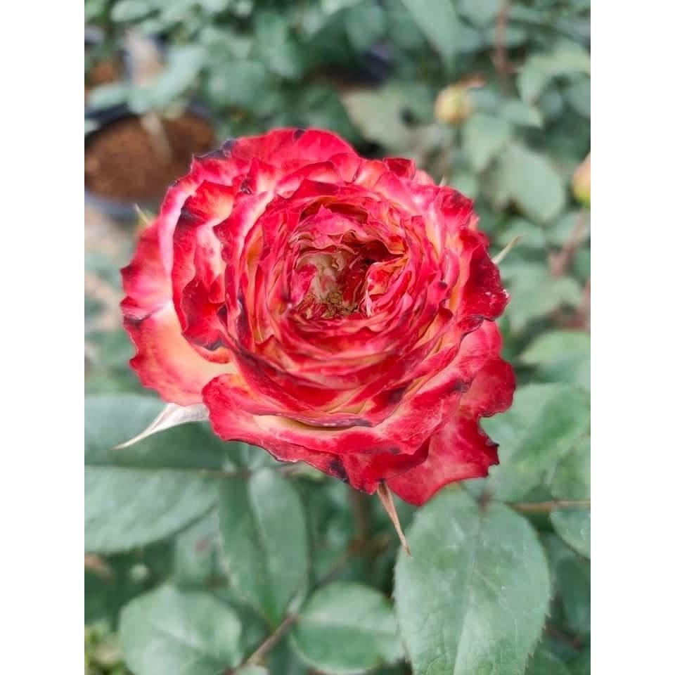 [Rose Chiang Mai] กุหลาบแอปเปิลแจ็ค (สีทูโทน) ถุง 8 นิ้ว / สูง 60-70 ...
