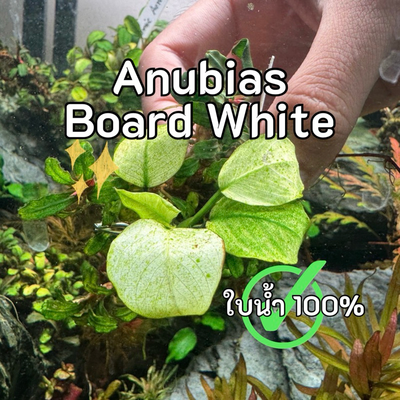 Anubias Sp. 