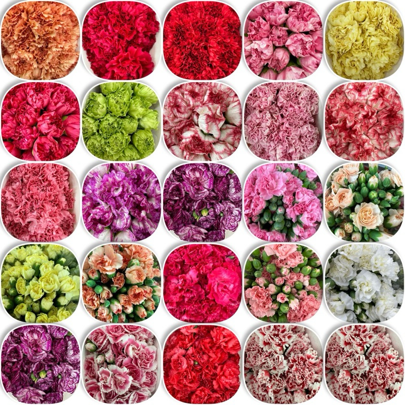 ดอกคาร์เนชั่น ดอกสด 1 กำ มี 19-20 ดอก สั่งล่วงหน้า 1 วัน ทั้งส่งด่วนและ ...